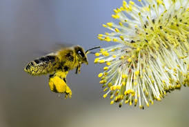 Divieto di trattamenti in fioritura della vite al fine di salvaguardare le api e gli insetti pronubi